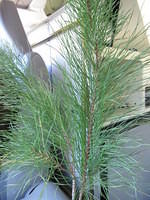 We got a small pine sprig for our mini Xmas tree.  It looked like the Charlie Brown Xmas tree.