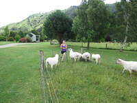 Feeding the sheep