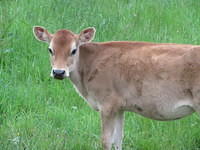 Moo!
