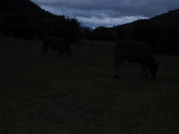 The start of our night hike up to see a waterfall and see glow worms.