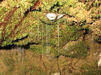 If you look closely, the glow worm is stretched above its hanging threads.