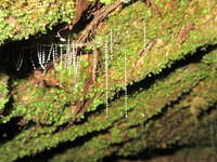The glowing light attracts bugs which will get stuck in the sticky threads below the glow worm.