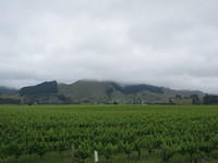 Vineyards south of Nelson.