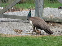 IMG_0796.JPG