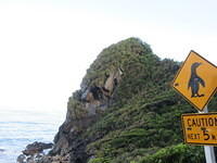 Yes, there are actually penguins in this area, but we didn't see any, unfortunately.