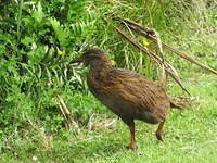 Weka - This cute flightless bird is curious and friendly.  It looks like dinosaur when he runs.