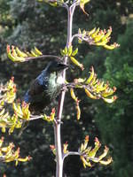 a tui in the flax bush