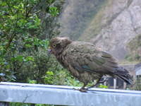 A Kea!  This was a first sighting of these cheeky alpine parrot.  They've been know to steal trinkets and pull siding off of cars.  We saw one pulling up asphalt.