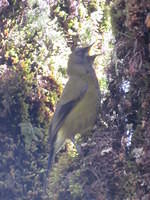 This Bellbird has a loud and magnificent call.