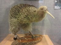 We stopped by a Kiwi Center which was a mini zoo.  This is a stuffed kiwi because we could see the live kiwis, but you are not allowed to take pictures of them.