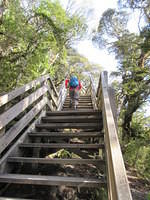 Why does it seem like every trail in New Zealand go uphill!?!  At least they have a fantastic trail system that includes boardwalks and stairs.