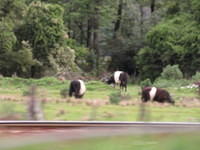 I love how these cow look like Oreo Cookies.