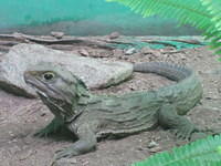 Tuatara