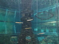 West Coast Whitebait.  These are juvenile fish that are famously eaten as Whitebait patties (see my pics from Haast)
