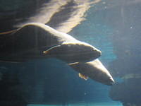New Zealand Longfin freshwater eels.  The females live up to 100 years.