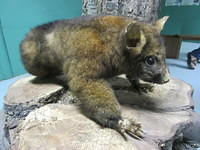 Here a stuffed possum.  They come from Australia and they have decimated the New Zealand bird population in many ways.  New Zealanders are paid about $10 for every pelt in order to encourage hunting of these possums.