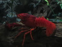 Crayfish