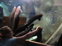 Carrie was able to feed the eels.