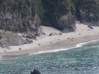 Seals out on the beach.