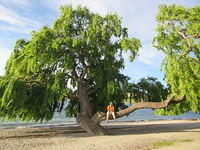 I loved these big trees along the shore.  Mickey thought they looked great for climbing in.