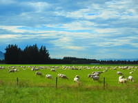 Sheep, sheep, and more sheep!!