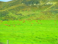 Venison - I mean farmed deer.