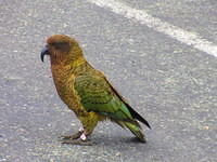 We saw several Keas.