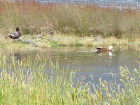 Paradise Ducks - The male has a black head and the female has a white head.  They mate for life.  If the female dies, the male will starve himself until he dies.  If the male dies, the female will starve herself for several weeks and then move on.