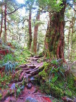 The trail had many tricky climbs up roots and rocks.