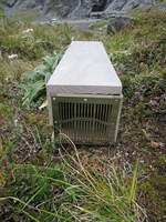 Stoat traps - You see then all over New Zealand.  The stoat is like a large weasel.  I saw one near Queen Charlotte.  They were introduced in the early 1900's to kill the rabbits, but instead, they decimated the native bird population.