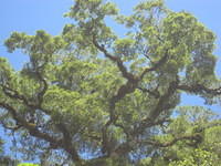 Love the huge beech trees that hang out over the water looking like huge bonsai trees.