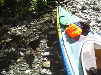 A weka investigating my kayak.