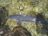 We found a dead shark along the beach.