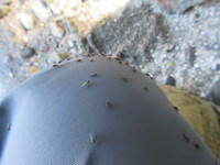 These are what the sandflies are like when you are outside of the tent.  The work very hard to crawl into any bare skin.  I left the trip with at least 30 itchy souvenirs.