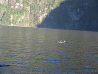 Dolphins were hunting in the cove we camped in.