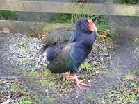 Takahe - They were thought to be extinct, but were rediscovered around 1948.  These flightless birds are still endanger due to invasive possums, stoats, rats, and cats.