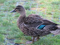 We received a kind greeting from this fellow when we parked our campervan at the holiday park.