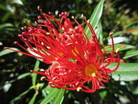 Pohutukawa trees - This native tree is known in New Zealand as their Christmas tree since it only blooms around Christmas.