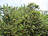 Interesting tree called a monkey pine.