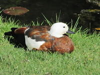 The female paradise duck