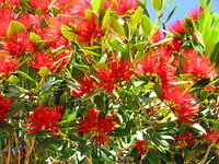 Pohutukawa tree