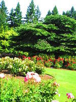 Part of the Queenstown rose garden