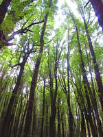 Beautiful beech forests.