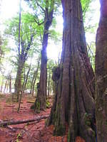 Hiking through forest with great red beech trees.  It is also the location of several LOTR filming scenes including Amon Hen (the battle with the Orcs when Frodo decides that he must leave the Fellowship and go off on his own.)