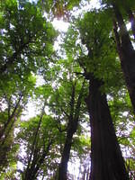 Love the tree top canopy.