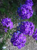 IMG_6860.JPG