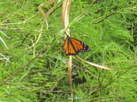 IMG_6862.JPG