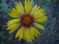 Blanket flower