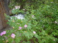 Wild rose along the creekside