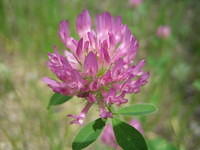 Parry clover